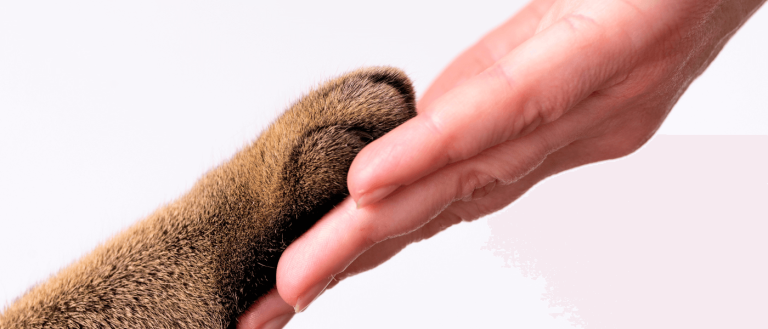 abandons de chiens et de chats
