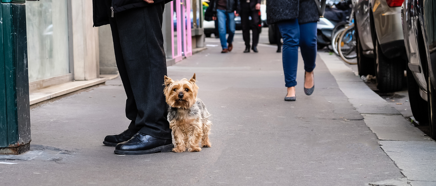 La place des animaux domestiques dans les communes