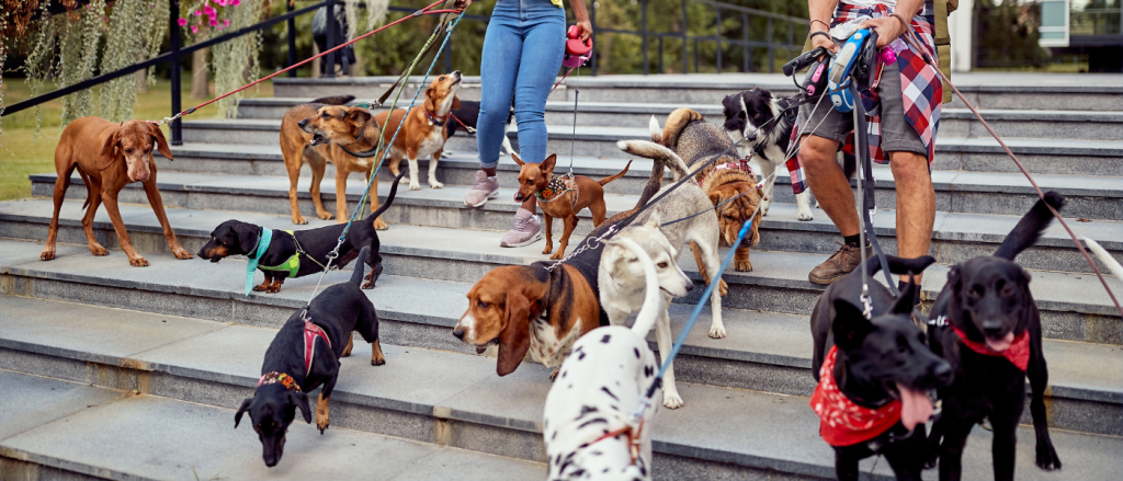 population canine au Royaume-Uni