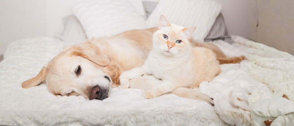 OCAD ingenium animalis