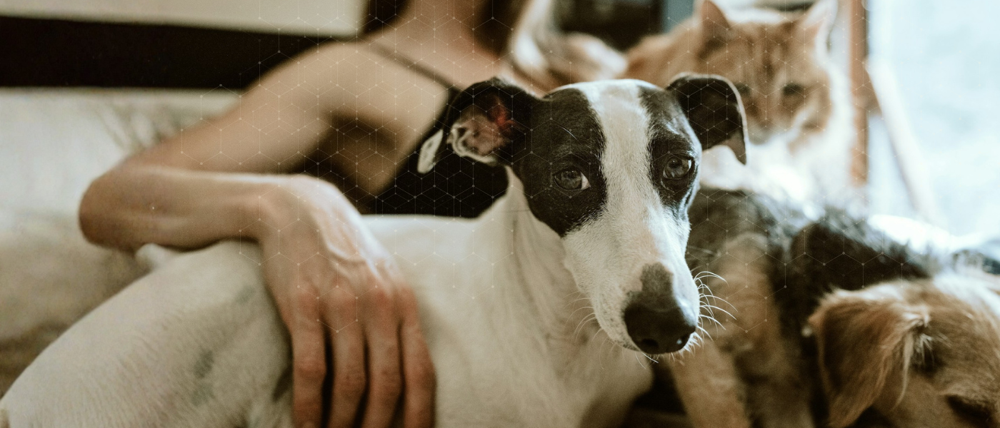 Panorama des animaux de compagnie