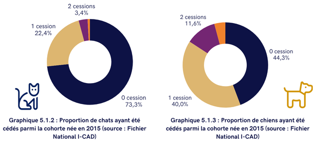 cession chats et chiens