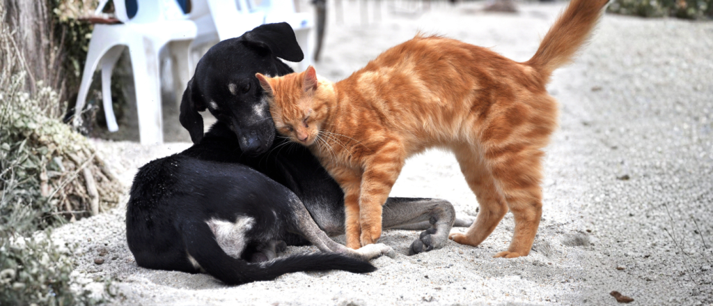 abandon chien chat France, données animales, Ingenium animalis, Fichier National I-CAD, OCAD, protection animale, identification chiens chats, analyse données I-CAD