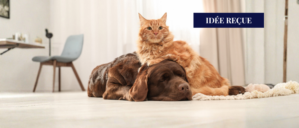 Chiens et chats population