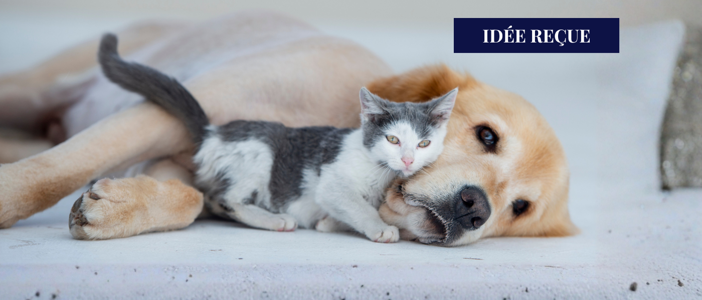 espérance de vie chiens et chats