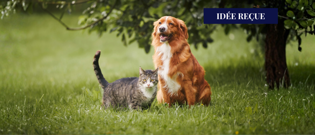 animaux de compagnie à la campagne