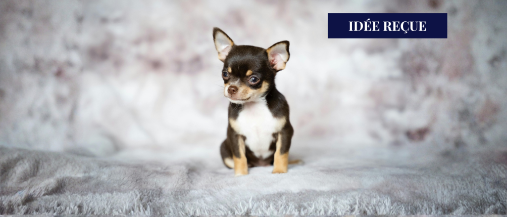 chiens de petite taille
