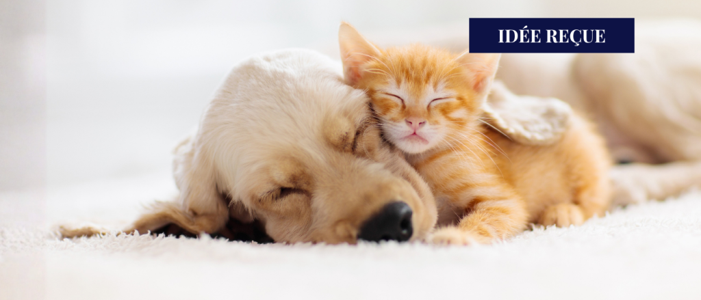 population des chiens et des chats