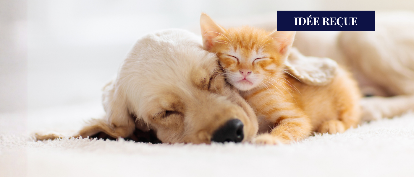 population des chiens et des chats