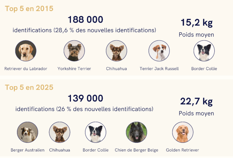 chiens petite taille évolution poids
