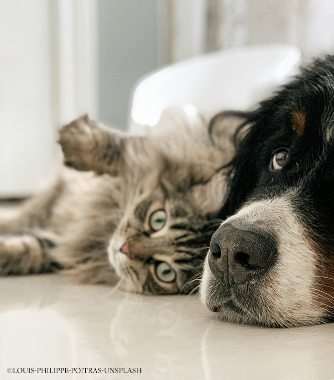 propriétaire chiens et chats