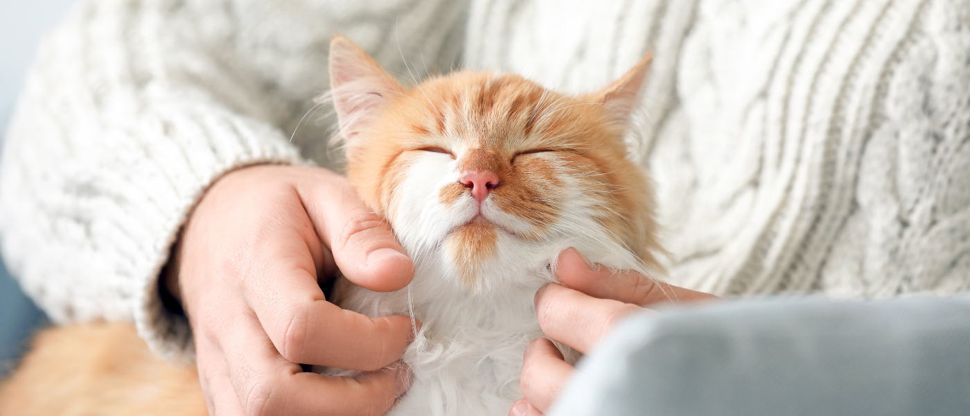 propriétaires des animaux de compagnie