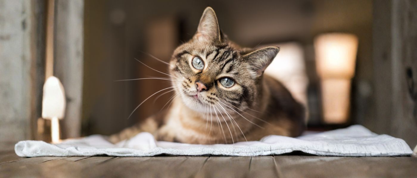 identification des chats en France
