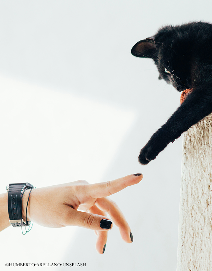 animaux de compagnie